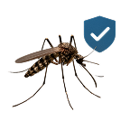Dengue Cover