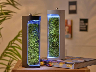 Moss Air Purifier: Natural Air Filtration Solution